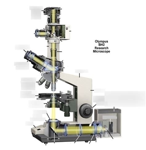 Phase contrast microscope quiz Diagram | Quizlet