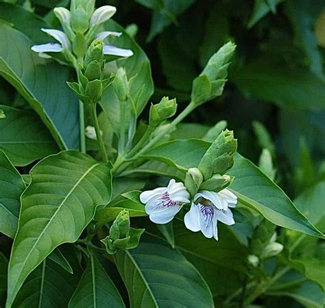 Vasaka Justicia Adhatoda live Plant (with Replacement), Adusa, Malabar ...