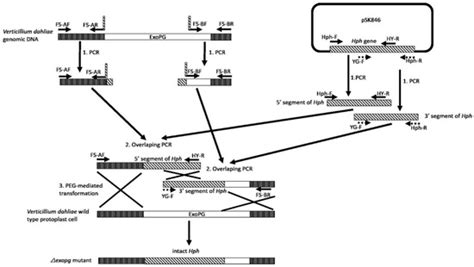 Pathogens | Special Issue : Recent Advances on Pathogenomics and ...