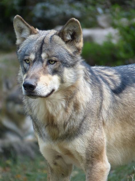 Image result for Wolf File Extractor