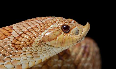 The Key Differences Between Copperhead vs. Eastern Hognose Snake - A-Z ...