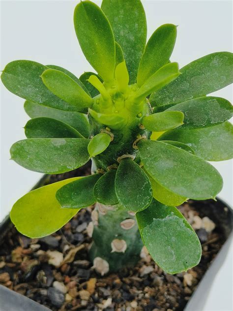 Euphorbia Royleana inermis - Seedlings India