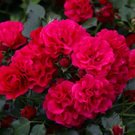 Lancashire | Ground Cover Rose | £15.75 – Eastcroft Roses