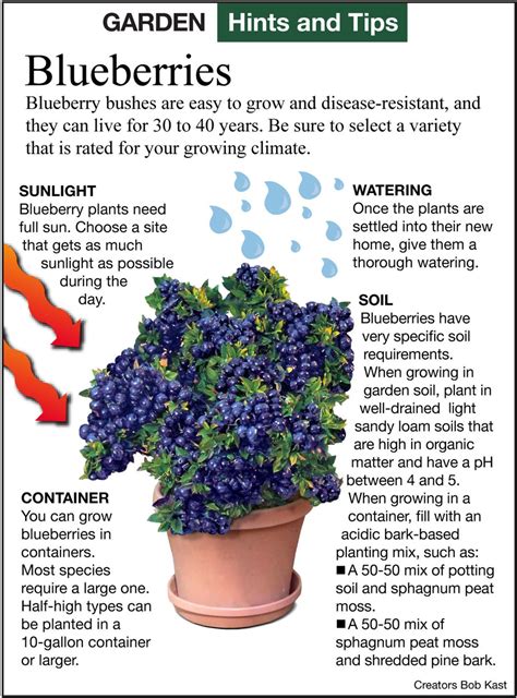 13 companion plants for blueberries and what not to plant nearby – Artofit