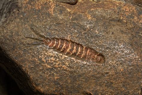 Lines of zahn Definition and Examples - Biology Online Dictionary