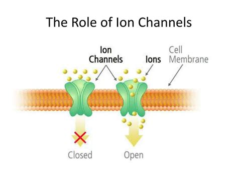 Image result for Threshold vs Resting Membrane Potential