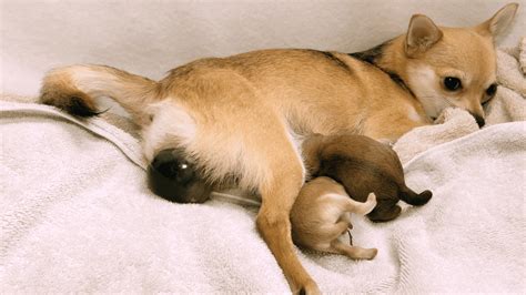 Can Chihuahuas Give Birth Naturally? - Things You Should Know ...