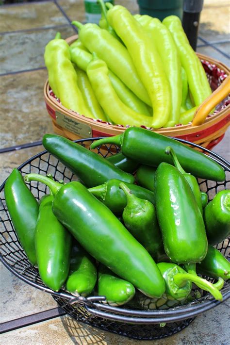 Canning poblano peppers – Artofit