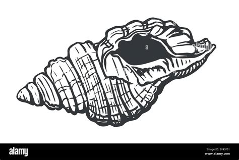 Image result for Conch Shell Drawing