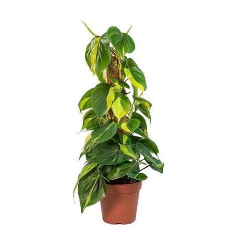 Philodendron Brasil Plant - Online Plants Cart