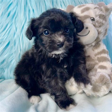 Black Maltipoo Puppies