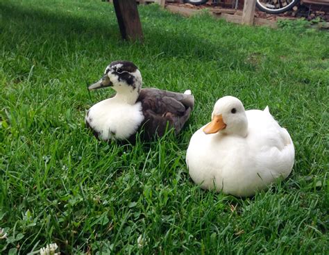 Small Pet Duck Breeds - Petspare