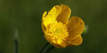 Identify the Flowers Part-3 | Free Online GK MCQ Trivia Fun Quiz with ...