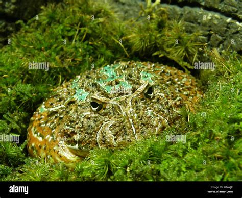 The ornate horned frog, also known as the Pacman frog, is an amphibian ...