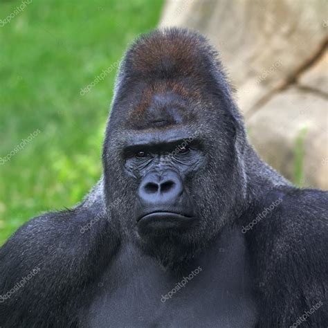 Biggest Silverback Gorilla
