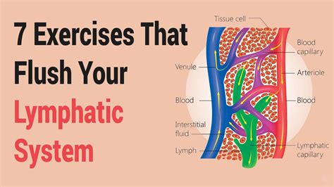 Image result for Lymphatic System Exercise