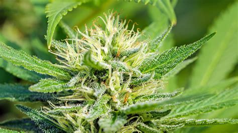 The natural life cycle of cannabis in the wild - Cannabis College