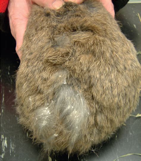 Do Rabbits Have Mites? Unraveling The Myth | Rabbits Pedia