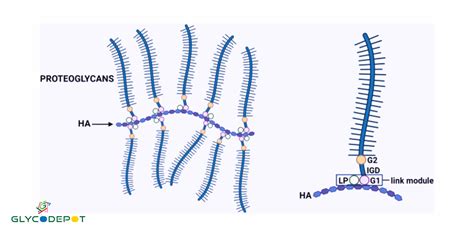 Proteoglycan vs Glycoprotein | GlycoDepot Comparison Guide