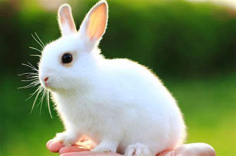 傲娇软萌的宠物兔取名字集锦大全-可爱点 - 【可爱点】