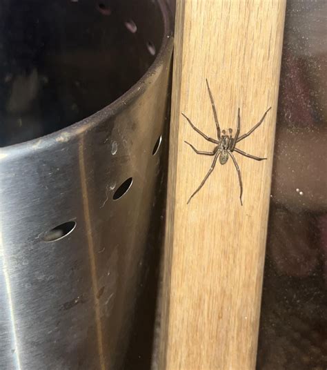 beautiful big house spider - haven’t conquered my fears enough to touch ...