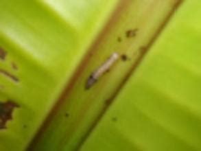 TNAU Agritech Portal :: Crop Protection