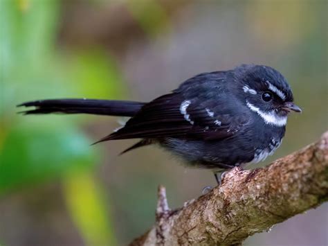 Friendly Fantail - eBird
