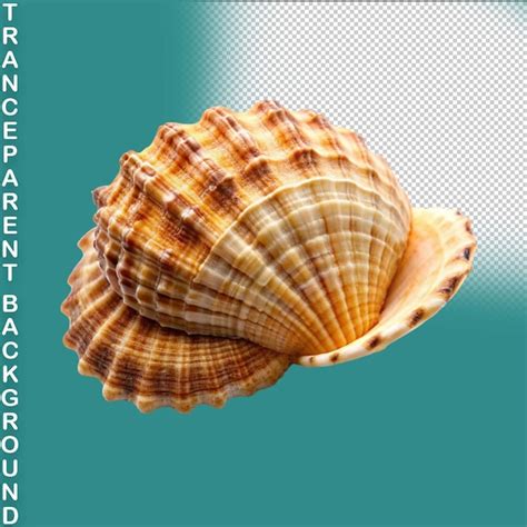 Image result for Shells without Backround