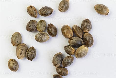 Close up cannabis seeds on white background. hemp seeds for planting ...