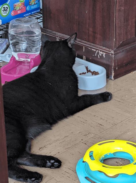 This is my first time here but I don't know where else to post this. Look at my lazy 1 year old ...