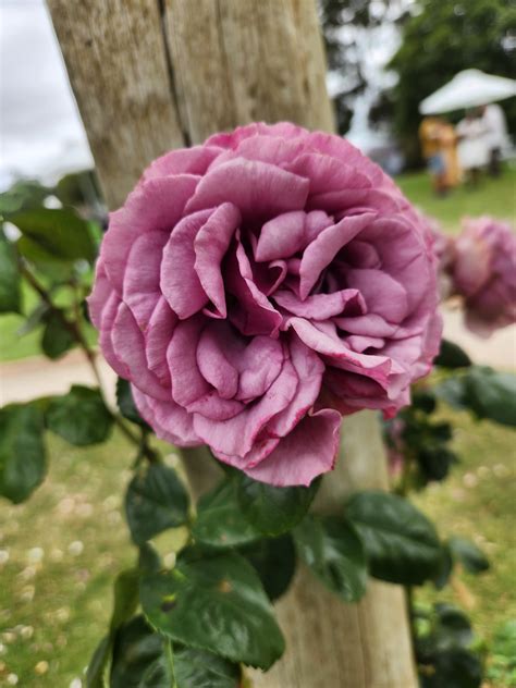 Rose 'Quicksilver' Climber - Hello Hello Plants