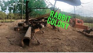Image result for Rabbit Colony System