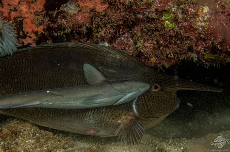 Remoras Fishing Interesting Photographs | Seaunseen