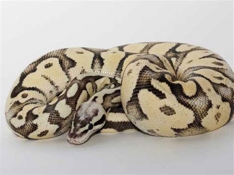 Superfly Ball Python 的图像结果