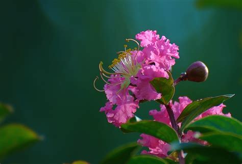 世间过往，花开花落，如此平常 - 微语录