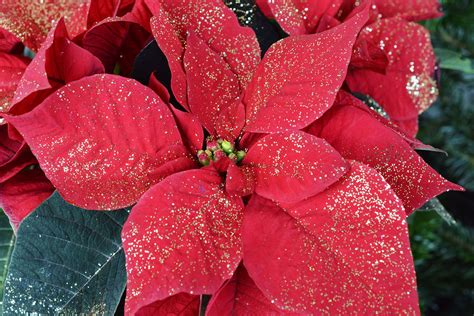 Poinsettia History | The Old Farmer's Almanac