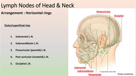 Lymphatic system of Head&Neck ; TNM Staging 8th edition | PPTX