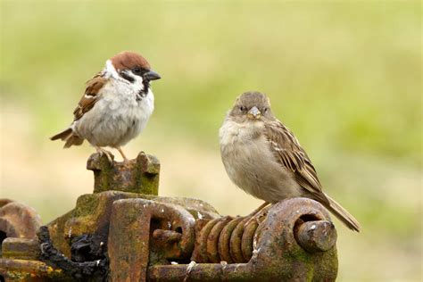 Male vs. Female Birds: Can You Tell the Difference?