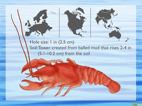 Dig Animals 的图像结果