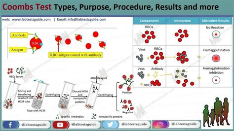 Image result for Coombs Test Positive vs Negative