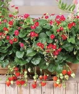 Chalisa Strawberry, Strawberries Seed Price in India - Buy Chalisa ...