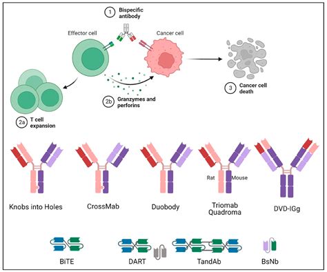Bispecific Antibody News