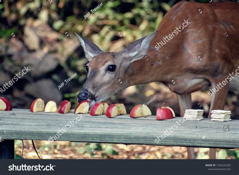Adult Deer Eating Apple Slices Stock Photo 1326222293 | Shutterstock