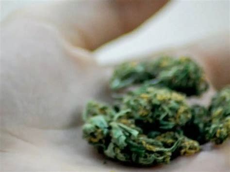 Marijuana For Christmas? Elderly Couple Arrested With 60 Pounds Of Weed ...