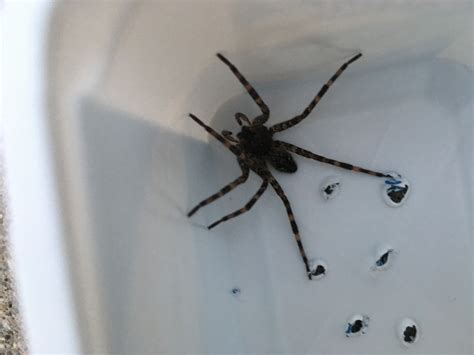 Dolomedes tenebrosus (Dark Fishing Spider) in Westland, Michigan United ...