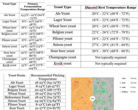 How Does Cold Temperature Affect Fermentation at Stephanie Clunie blog