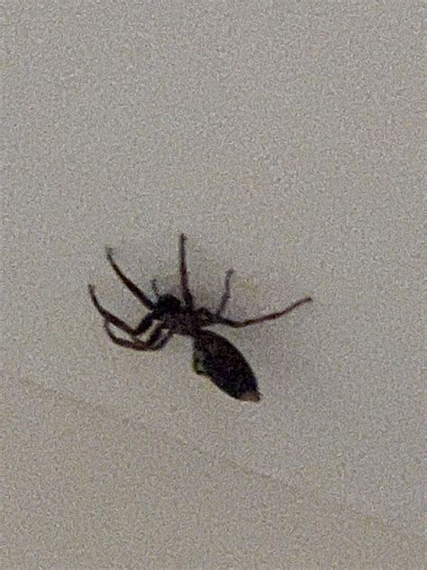 White tailed spider? : r/AustralianSpiders