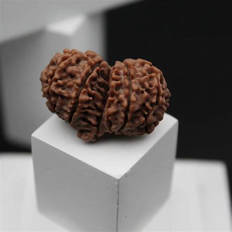 Lab Certified Nepali Gauri Shankar Rudraksha Beads (4.24 g) – Dharmsaar