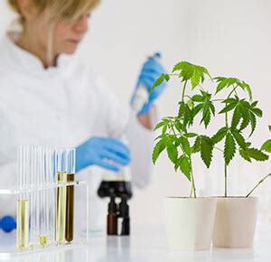 Image result for CBD Extraction Methods