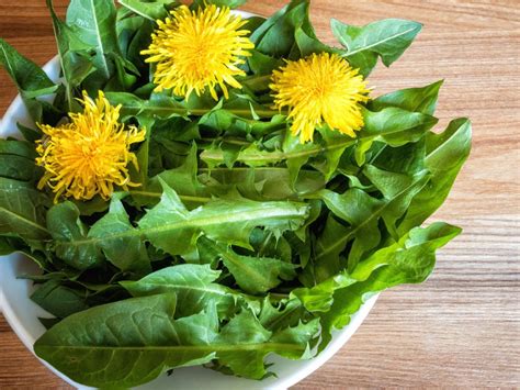 Dandelion Uses – How To Use Dandelion Flowers And Plants